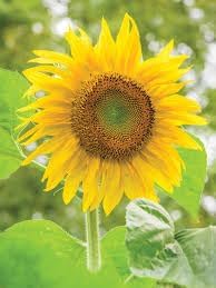 Flower Seeds, Seeds for Planting, Plant Seeds