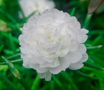 Flower Seeds, Seeds for Planting, Plant Seeds