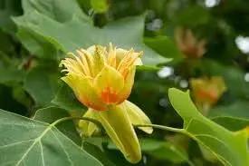 liriodendron flower flower seeds