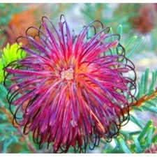 violet banksia flower seeds