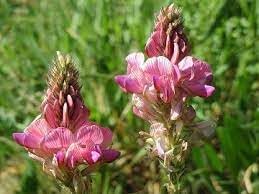 Flower Seeds, Seeds for Planting, Plant Seeds