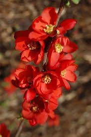 heirloom non flower seeds