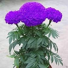 Organic Heirloom Dark Violet Marigold Flower Seeds
