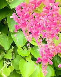 antigonon flower flower seeds