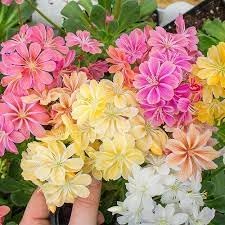 heirloom lewisia flower seeds