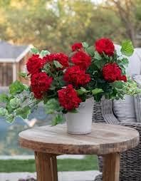 red pelargonium flower seeds
