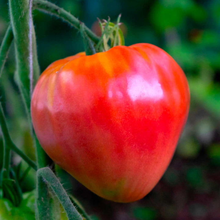 Hungarian Heart Tomato Seeds for Planting
