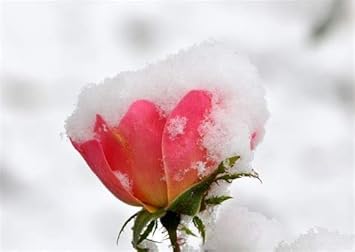 Flower Seeds, Seeds for Planting, Plant Seeds