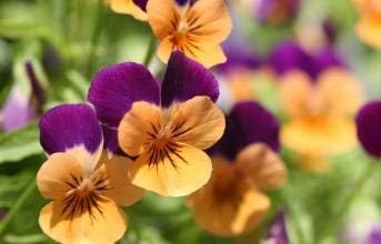 purple orange flower seeds