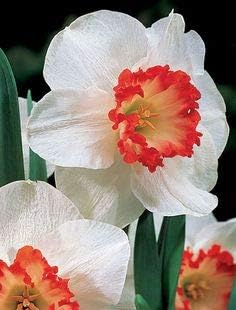 Flower Seeds, Seeds for Planting, Plant Seeds