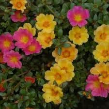 Flower Seeds, Seeds for Planting, Plant Seeds