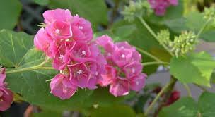 Flower Seeds, Seeds for Planting, Plant Seeds