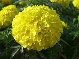 Flower Seeds, Seeds for Planting, Plant Seeds