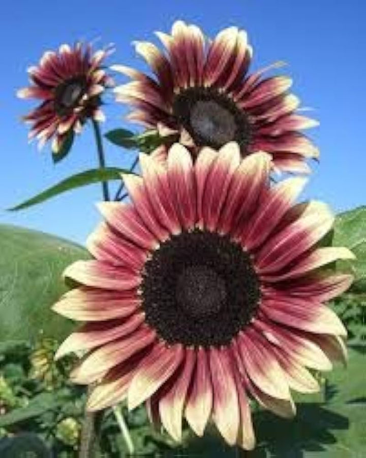 Cherry Rose Sunflower Seeds for Planting – Heirloom Non-GMO Seeds for Vibrant Gardens, High Germination Organic Seeds