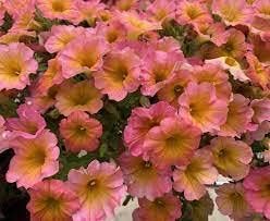 Flower Seeds, Seeds for Planting, Plant Seeds