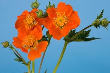 geum flower flower seeds