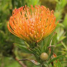 leucospermum flower flower seeds