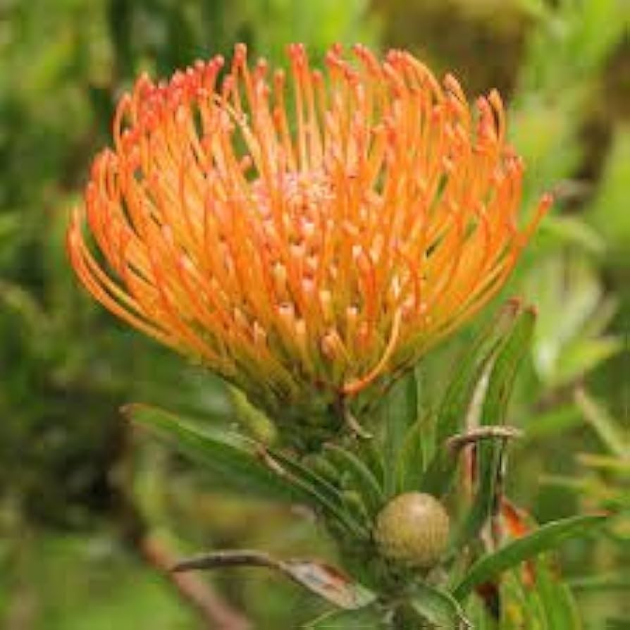 Leucospermum Cordifolium Blomsterfrø til udplantning - 100 stk