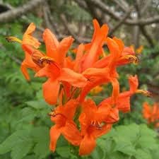 Flower Seeds, Seeds for Planting, Plant Seeds