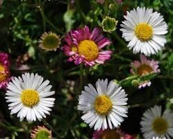 erigeron profusion flower seeds