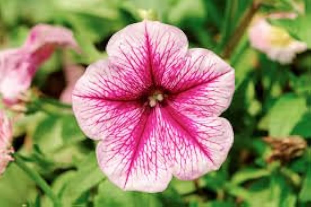 White Red Petunia Flower Seeds 100 pcs