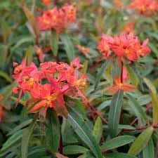 heirloom euphorbia flower seeds