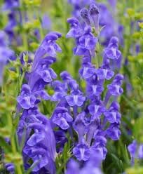 Flower Seeds, Seeds for Planting, Plant Seeds