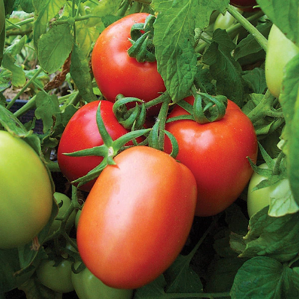 Heirloom Non-GMO Tomato Vegetable Seeds for Home Garden Planting