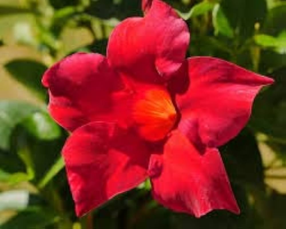 Mandevilla Flower Seeds for Planting Pink Mix 100 pcs