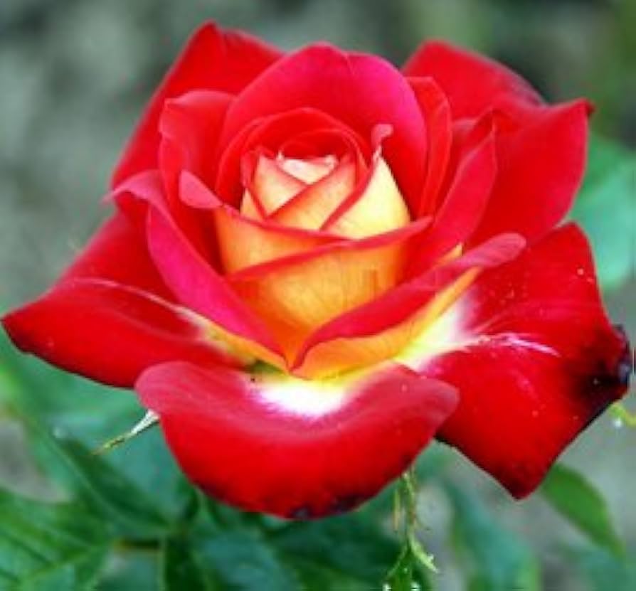 Rose Flower Seeds for Planting Yellow Red 100 pcs