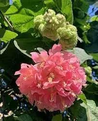 dombeya flower flower seeds