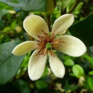 cream michelia flower seeds