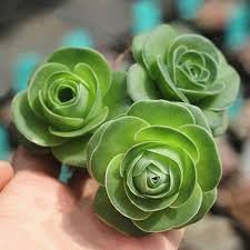heirloom non flower seeds