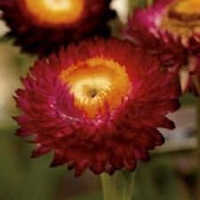 red yellow flower seeds