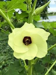 Okra Lady Finger Seeds for Planting | Heirloom, Non-GMO, High Germination Organic Garden Seeds