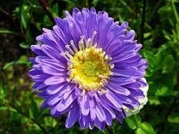 yellow purple flower seeds