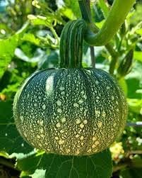Heirloom Non-GMO Pumpkin Seeds for Home Garden