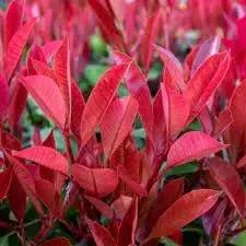 photinia plant flower seeds