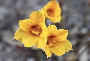 Flower Seeds, Seeds for Planting, Plant Seeds