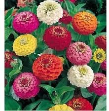 zinnia oklahoma flower seeds