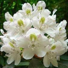 Flower Seeds, Seeds for Planting, Plant Seeds