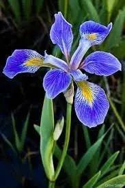 blue iris flower seeds