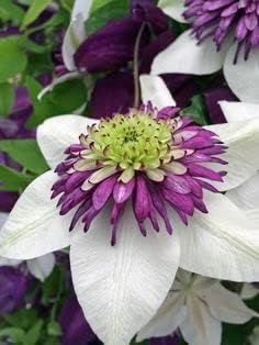 white purple flower seeds