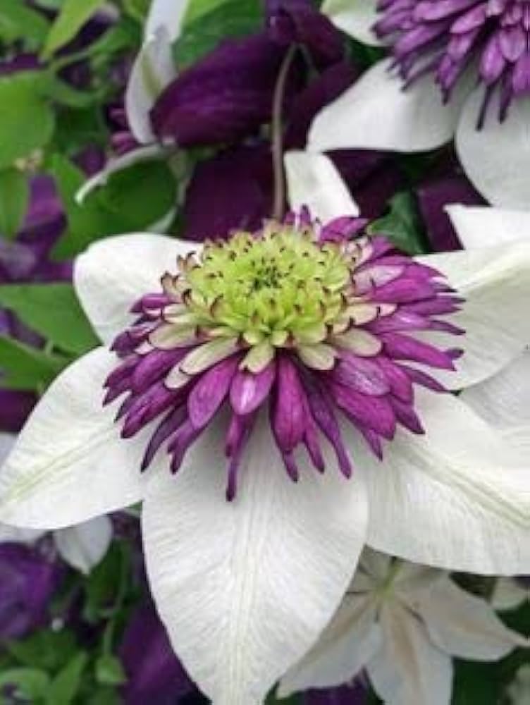 purple clematis flower seeds