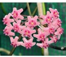 Flower Seeds, Seeds for Planting, Plant Seeds