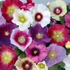 Flower Seeds, Seeds for Planting, Plant Seeds