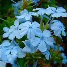 plumbago flower flower seeds