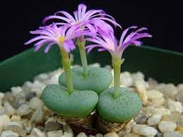 conophytum plant flower seeds