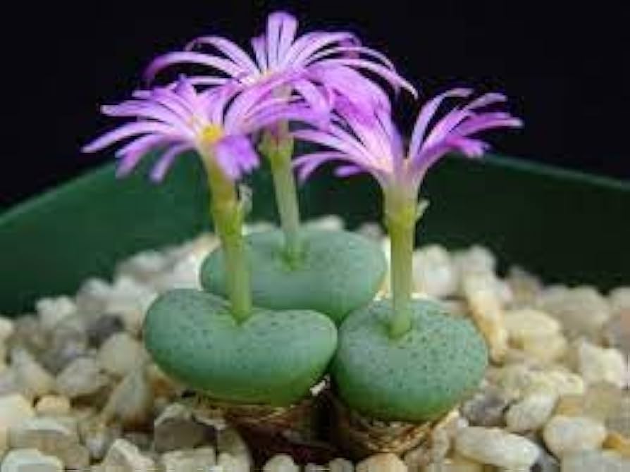 Conophytum Flower Seeds for Planting, Fresh, 100 pcs