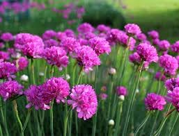 organic armeria flower seeds